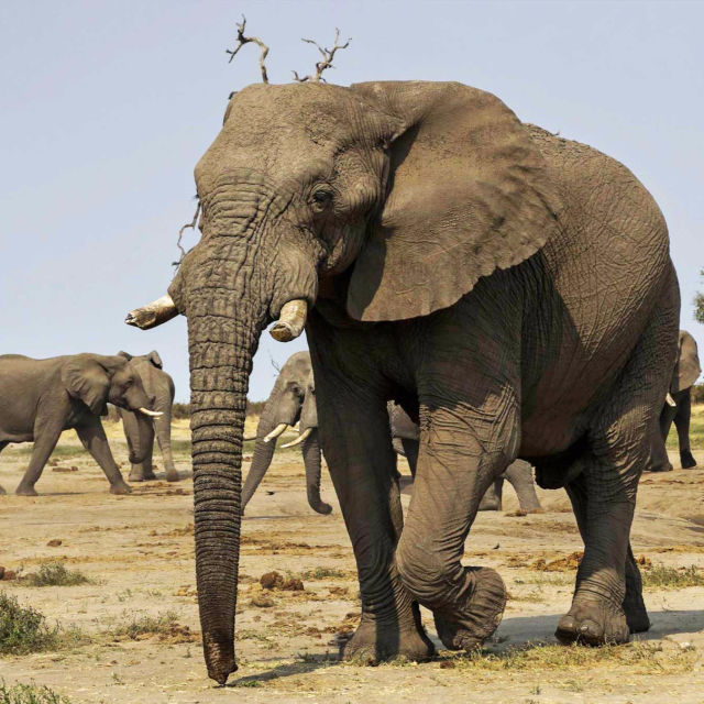 Slon: Kralj pustinje Kalahari