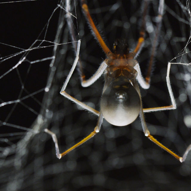Misterij velikog špiljskog pauka