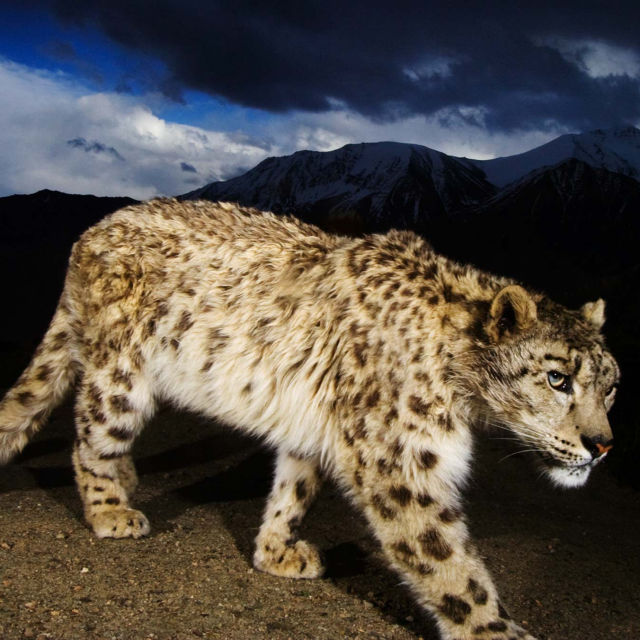 Afganistanski snježni leopard
