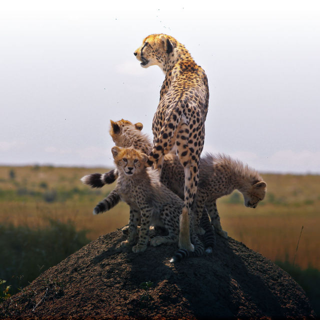 Gepard: Kobni instinkt
