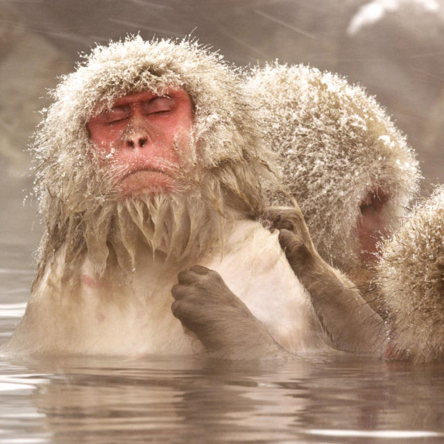 Divlji Japan: Japanski makaki