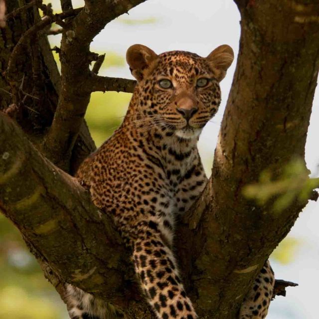 Leopard očiju boje žada