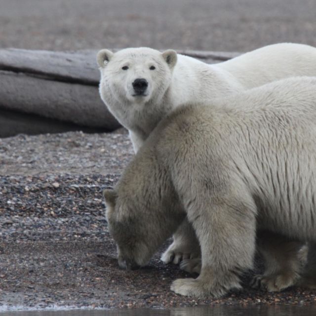 Najsmrtonosnije životinje Aljaske: Tumaranje grabežljivca