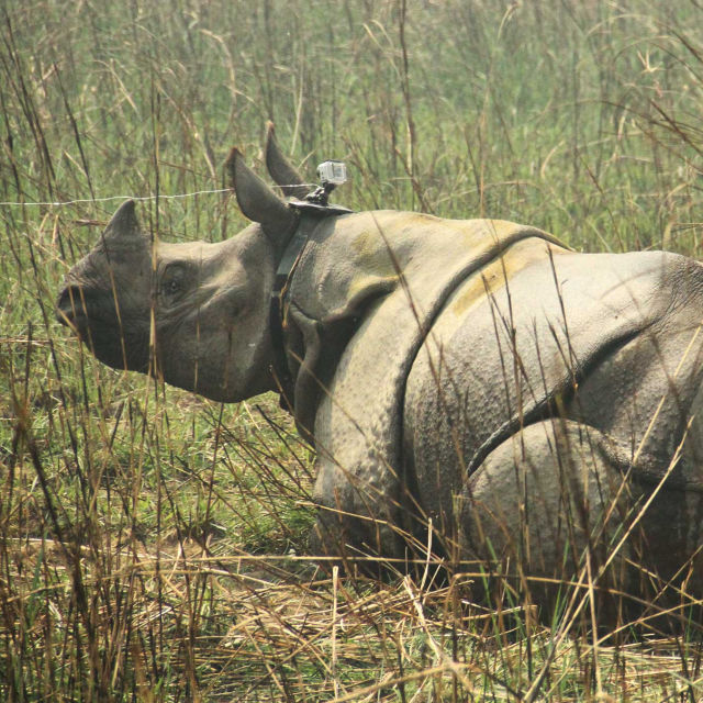 Potjera za nosorozima
