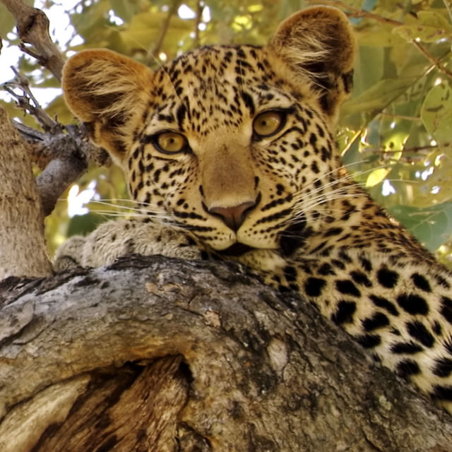 Pogled kroz oči leoparda