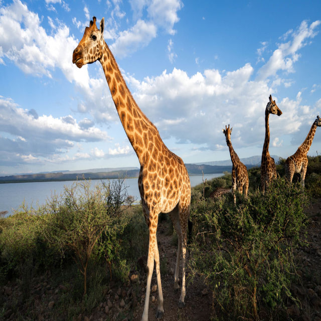 Spašavanje žirafa: Dug put doma
