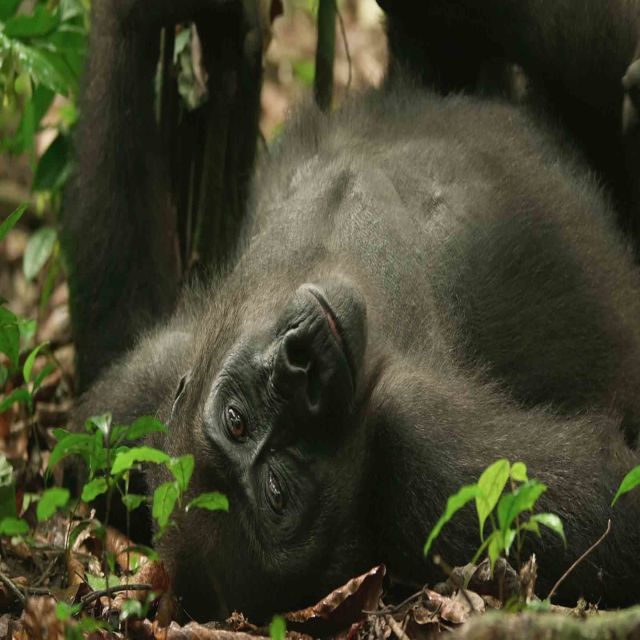 Gorile izbliza