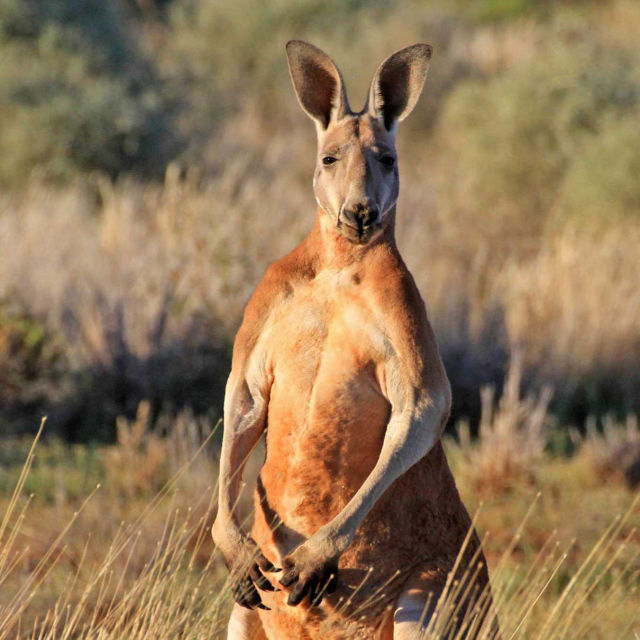 Divlja Australija: Kralj klokana