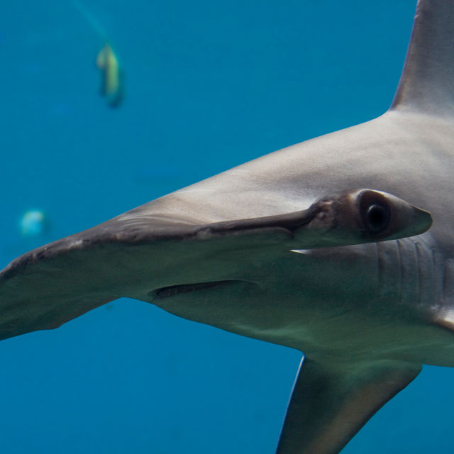 Najsmrtonosniji morski psi svijeta