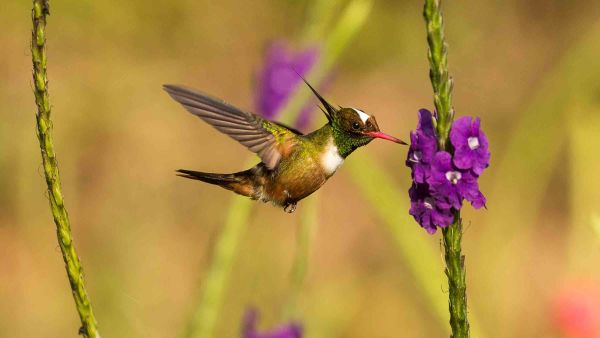 Efekt kolibrića