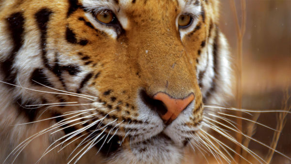 Sibirski tigar: tajno kraljevstvo