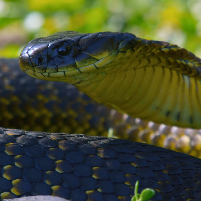 Otok zmija: divlje i smrtonosne