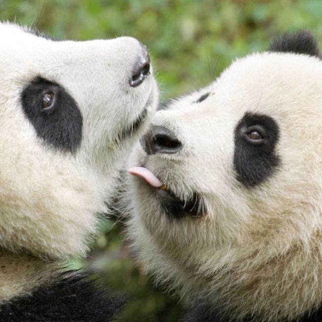 Panda odlazi u divljinu
