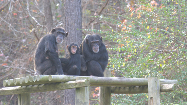 Upoznajmo čimpanze