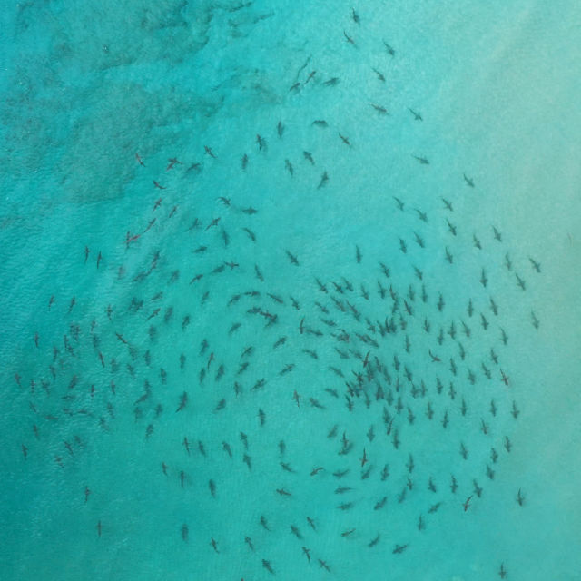 Pogled na morske pse iz zraka